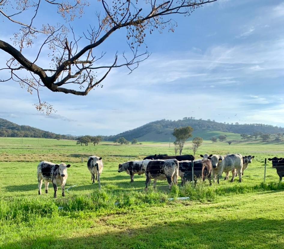 Enfield House Mudgee B&B 외부 사진